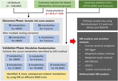 Systematic evaluation for the causal effects of blood metabolites on osteoporosis: Genetic risk score and Mendelian randomization